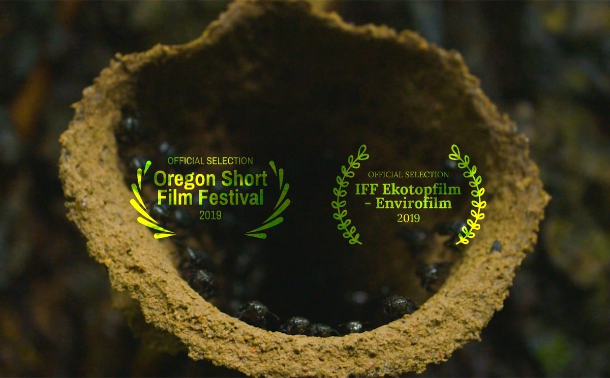 This image shows two laurels from festivals that the junglekeepers film received on a backdrop of ants.jpg